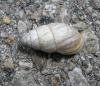 Zebrina detrita Zebrina detrita