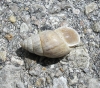 Zebrina detrita Zebrina detrita