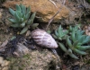 Zebrina detrita Zebrina detrita