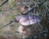 Zebrina detrita Zebrina detrita