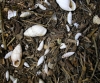 Zebrina detrita Zebrina detrita