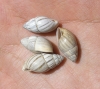 Zebrina detrita Zebrina detrita