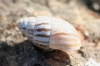Zebrina detrita Zebrina detrita