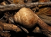 Zebrina detrita Zebrina detrita