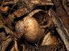 Zebrina detrita Zebrina detrita