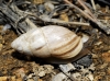 Zebrina detrita Zebrina detrita