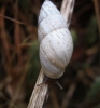 Zebrina detrita Zebrina detrita