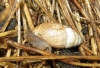 Zebrina detrita Zebrina detrita