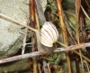 Zebrina detrita Zebrina detrita