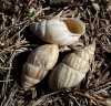 Zebrina detrita Zebrina detrita