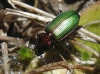 Agonum (Agonum) viridicupreum viridicupreum (Goeze, 1777)