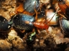 Brachinus (Brachynidius) sclopeta (Fabricius, 1792)