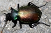 Calosoma (Calosoma) sycophanta (Linnaeus, 1758)