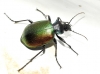 Calosoma (Calosoma) sycophanta (Linnaeus, 1758)