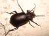 Calosoma (Campalita) maderae (Fabricius, 1775)