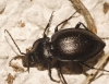 Carabus (Mesocarabus) lusitanicus helluo Dejean, 1826