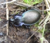 Carabus (Oreocarabus) guadarramus Lafert, 1847