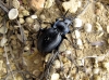 Carabus (Mesocarabus) lusitanicus Fabricius, 1801