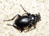 Carabus (Mesocarabus) lusitanicus Fabricius, 1801