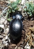 Carabus (Mesocarabus) lusitanicus helluo Dejean, 1826