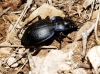 Carabus (Mesocarabus) lusitanicus helluo Dejean, 1826