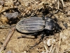 Carabus (Rhabdotocarabus) melancholicus costatus Germar 1824