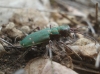 Cicindela (Cicindela) campestris Linnaeus, 1758