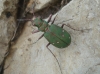 Cicindela (Cicindela) campestris Linnaeus, 1758