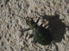 Cicindela (Cicindela) campestris Linnaeus, 1758