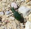 Cicindela (Cicindela) campestris Linnaeus, 1758