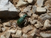 Cicindela (Cicindela) campestris Linnaeus, 1758