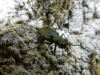 Cicindela (Cicindela) campestris Linnaeus, 1758