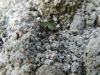 Cicindela (Cicindela) campestris Linnaeus, 1758