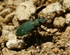 Cicindela (Cicindela) campestris Linnaeus, 1758