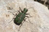 Cicindela (Cicindela) maroccana Fabricius, 1801