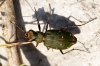 Cicindela (Cicindela) maroccana Fabricius, 1801