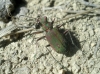 Cicindela (Cicindela) maroccana Fabricius, 1801
