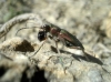 Cicindela (Cicindela) maroccana Fabricius, 1801