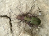 Cicindela (Cicindela) maroccana Fabricius, 1801