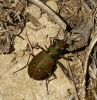 Cicindela maroccana