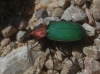 Dinodes (Dinodes) fulgidicollis L. Dufour, 1820