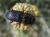 Dixus clypeatus (Rossi, 1790)