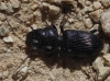 Dixus clypeatus (Rossi, 1790)