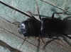 Dixus clypeatus (Rossi, 1790)