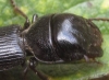 Dixus clypeatus (Rossi, 1790)