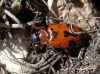 Lebia (Lebia) trimaculata (Villiers, 1789)