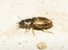 Ochthebius sp. ? 3d3, Hydraenidae