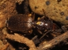Trymosternus onychinus (Dejean, 1825)