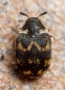 Anthrenus fuscus