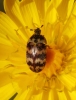 Attagenus trifasciatus